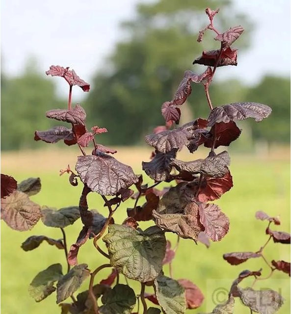 Rotblättrige Korkenzieher-Hasel Corylus avellana als roter Zierstrauch für deinen Garten, Höhe: 80-100 cm - Bild 1