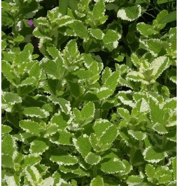 Ananasminze Mentha suaveolens grüne mehrjährige Pflanze im Topf von Die Nr-01.de - Bild 1