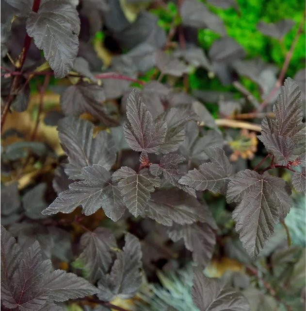 Fasanenspiere Fireside Physocarpus opulifolius Zierstrauch in Rosa und Violett - Bild 1