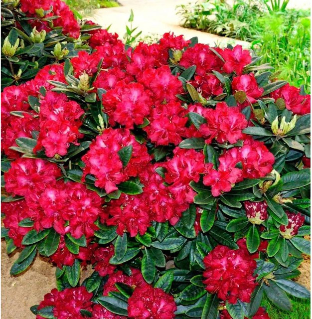 INKARHO Rhododendron Sardana Alpenrose als Strauch für den Außenbereich, Höhe: 40-50 cm - Bild 1