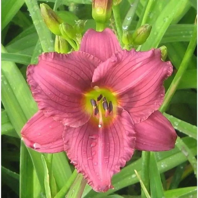Taglilie Little Grapette Hemerocallis cultorum als mehrjährige Staudenpflanze für Beet und Garten von Nr-01.de - Bild 1