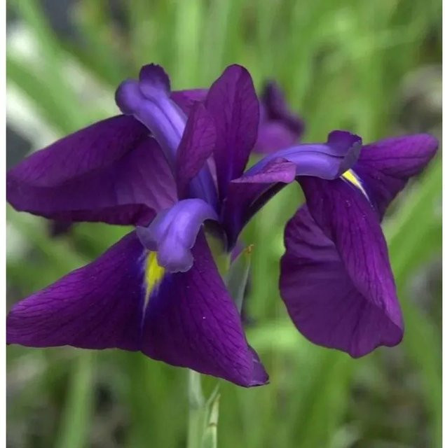 Japanische Sumpf Schwertlilie Variegata Iris ensata in lila für Teich und Garten - Bild 1