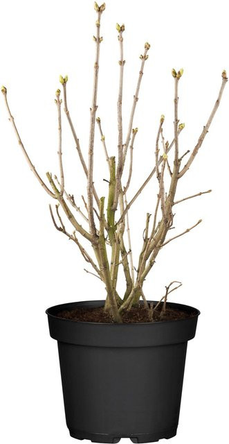OBI Edelflieder Syringa Lavender Lady Lila, pflegeleichter Zierstrauch, Höhe: 50 - 60 cm - Bild 1