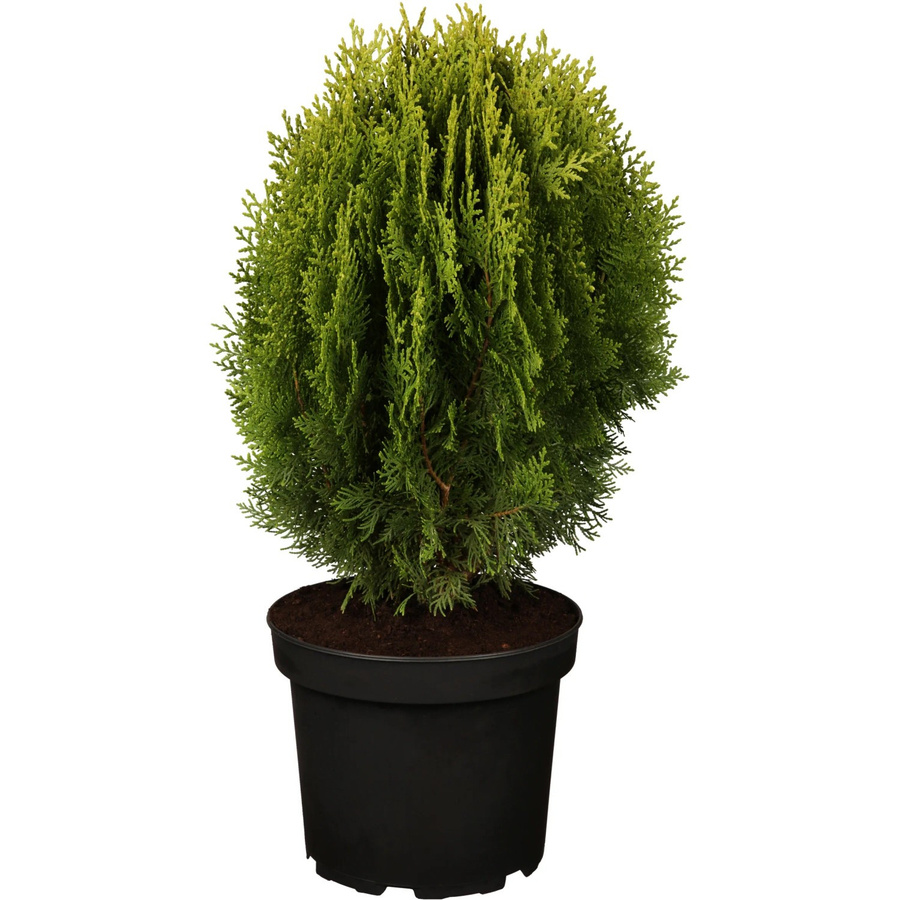 OBI Zwerglebensbaum Thuja orientalis Aurea Nana Gelb im Topf, Höhe: 10 - 20 cm - Bild 2