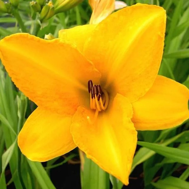 6er Set Arborix Taglilie Chicago Sunrise Hemerocallis als mehrjährige Beetrandpflanze in 9cm Töpfen, gelb-orange blühend - Bild 1