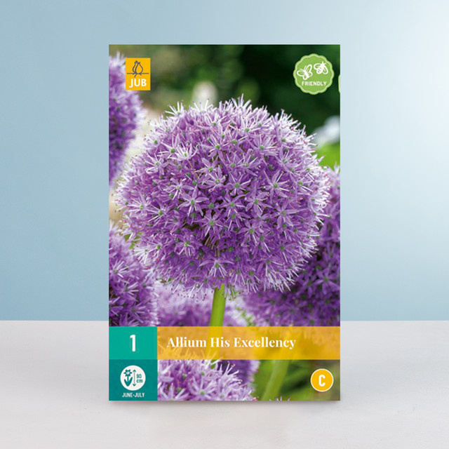 Allium His Excellency Zwiebel von BLUME2000 - Bild 1