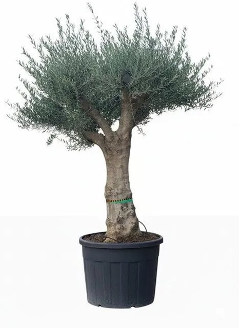 Sunny-Tree Verzweigter Olivenbaum Olea Europaea Koroneiki mit glattem Stamm, Höhe: 220 cm - Bild 1