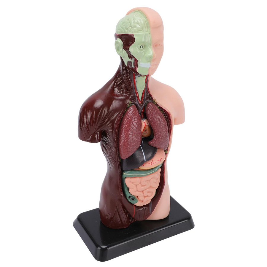 Igeteck Menschlicher Körper Anatomie Modell Anatomisches Modell Bunt / Mehrfarbig - Bild 2