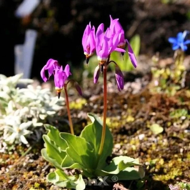 Dodecatheon meadia Götterblume in Rot als Schnittpflanze für den Garten von Nr-01.de - Bild 1