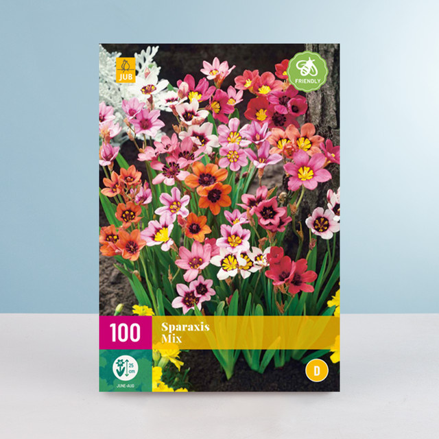 Sparaxis Mix Blumenzwiebeln von BLUME2000, 100 Knollen - Bild 1