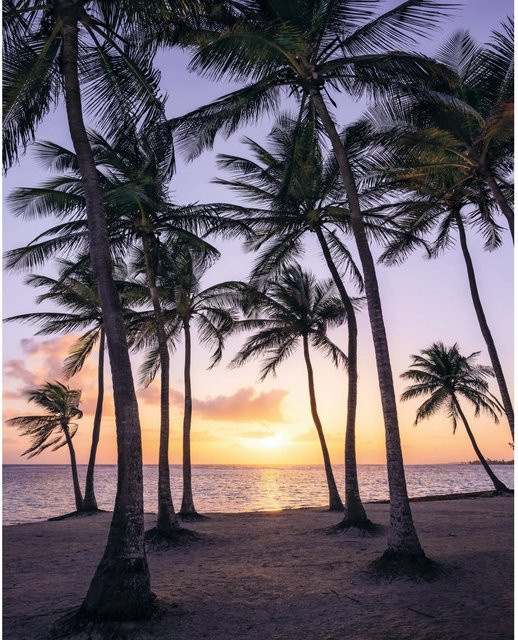 Komar Fototapete Vlies Palmtrees on Beach Multicolor B: 200 cm, H: 250 cm - Bild 1