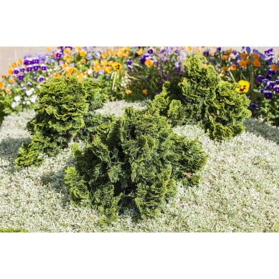 Chamaecyparis Obtusa Nana Gracilis Hinoki-Scheinzypresse als grüne Zierkonifere für deinen Garten und Balkon, Höhe: 25 cm - Bild 2