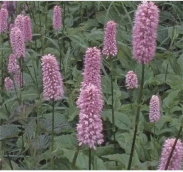 Kerzenknöterich Persicaria amplexicaulis als mehrjährige Gartenpflanze für den Außenbereich - Bild 1