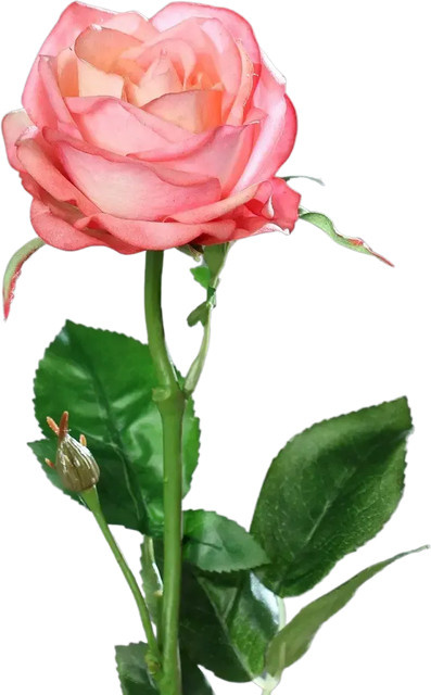 Künstliche Rose Sokrates von Aplanta, Höhe: 66 cm - Bild 1