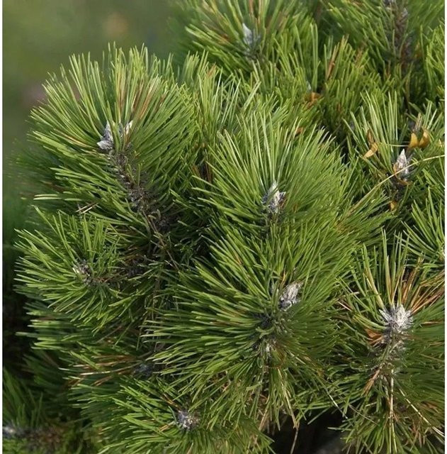 Zwerg Schwarzkiefer Helga Pinus nigra, grüne Konifere für den Garten, Höhe: 25-30 cm - Bild 1