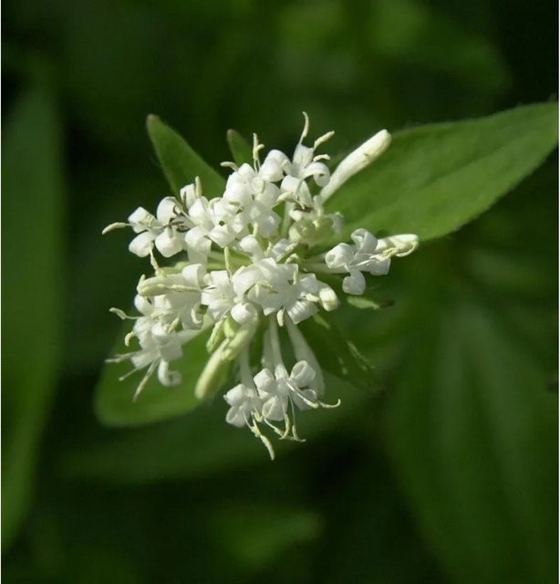 Turiner Waldmeister Asperula taurina Kräuterpflanze für den Außenbereich - Bild 1