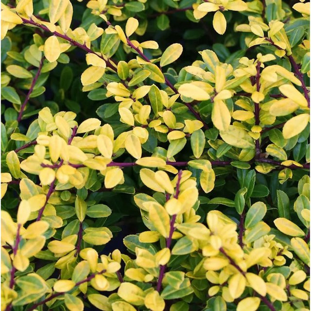 Gelber Bergilex Stechpalme Ilex crenata als Heckenpflanze in Gelb, Höhe: 42,5 cm - Bild 1