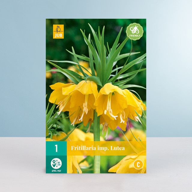 Kaiserkrone Lutea Zwiebel von BLUME2000 für dein Staudenbeet - Bild 1
