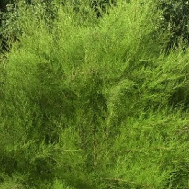 Arborix Frühlingstamariske Tamarix tetrandra als Zierstrauch im Container, Höhe: 60 bis 80 cm - Bild 1