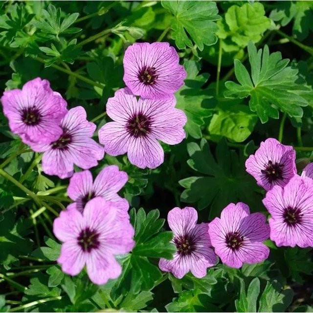 Storchenschnabel Ballerina Geranium cinereum Nr-01.de pinke Staude für Steingarten und Bodendecker - Bild 1