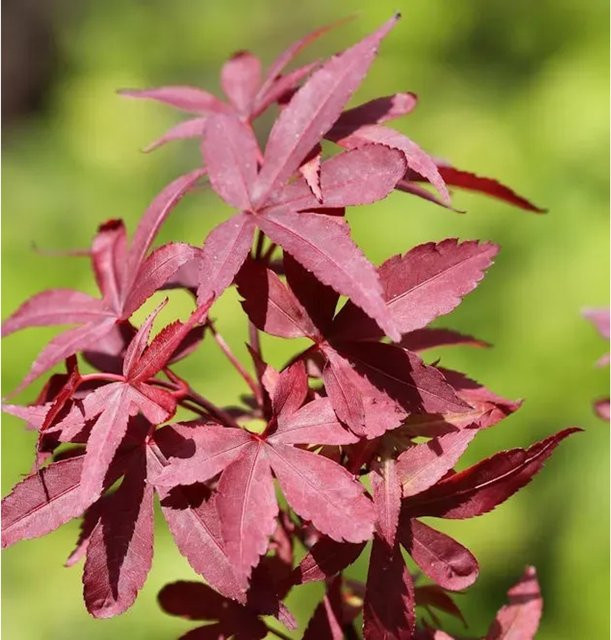 Japanischer Ahorn Acer palmatum Twomblys Red Sentinel von Nr-01.de, rote Zierpflanze für den Garten, Höhe: 40-60 cm - Bild 1