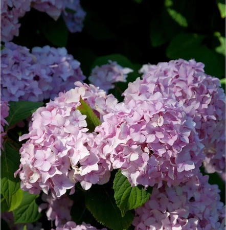 Hydrangea serrata Hortensie Preziosa Zierstrauch in Blau, Rosa oder Pink