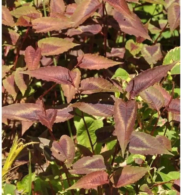 Persicaria microcephala Knöterich Red Dragon rote Blattschmuckstaude für den Garten - Bild 1