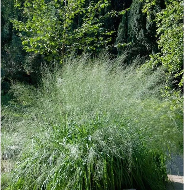 Riesen-Pfeifengras Molinia arundinacea Transparent von Nr-01.de - Bild 1