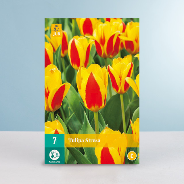 Kaufmanniana-Tulpe Stresa Blumenzwiebeln für Beete, Balkon und Terrasse, 7 Stück - Bild 1