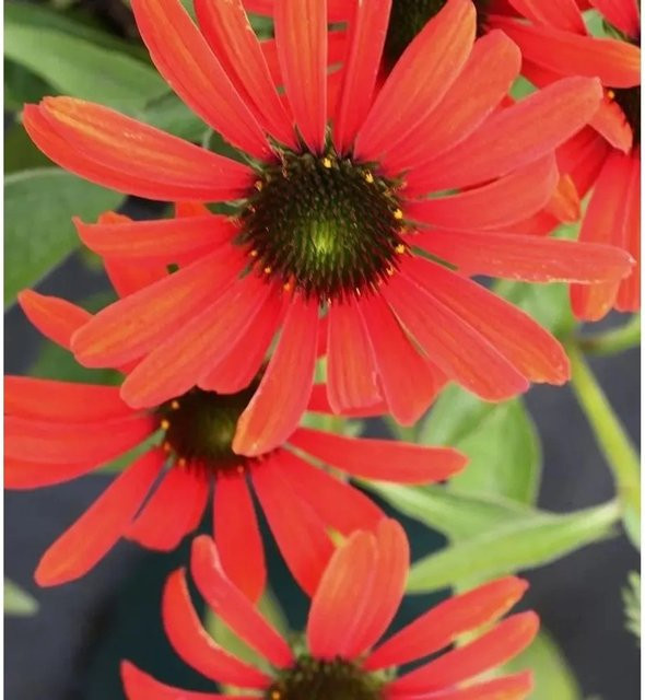 Sonnenhut Tangerine Dream Echinacea purpurea in Orange als Schnittblume und Gartenpflanze - Bild 1