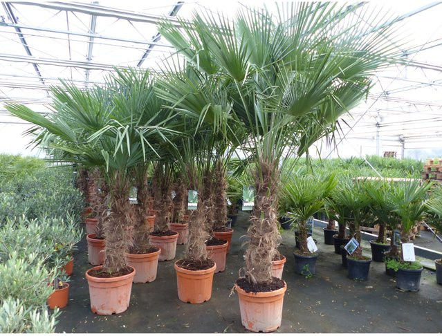 Winterharte Trachycarpus fortunei Palme in 45L Topf, Höhe: 200 - 250 cm - Bild 1