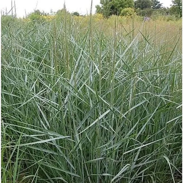 Rutenhirse Prairie Sky Panicum virgatum als mehrjährige Zierpflanze für deinen Garten - Bild 1