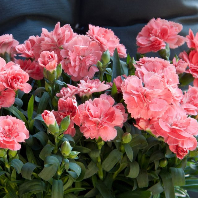 Gartennelke Oscar in Pink von Mein schöner Garten Shop - Bild 1