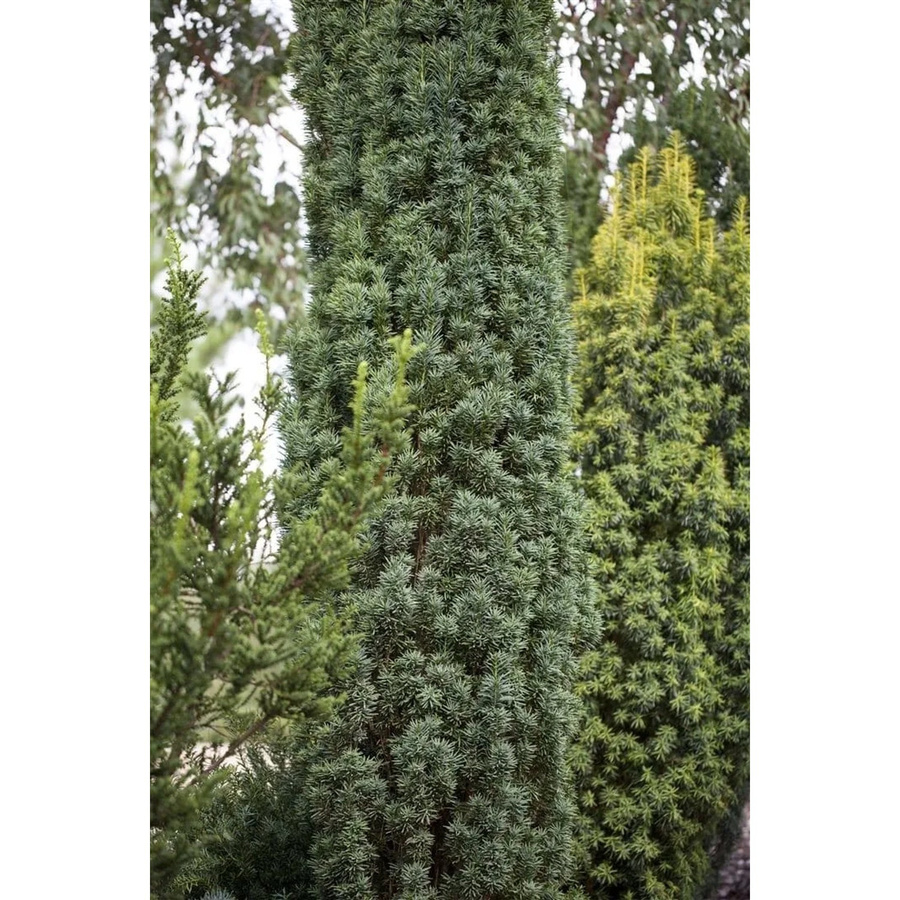 Taxus baccata Fastigiata Robusta Eibenhecke als Zierstrauch in Grün, Höhe: 90-100 cm - Bild 2