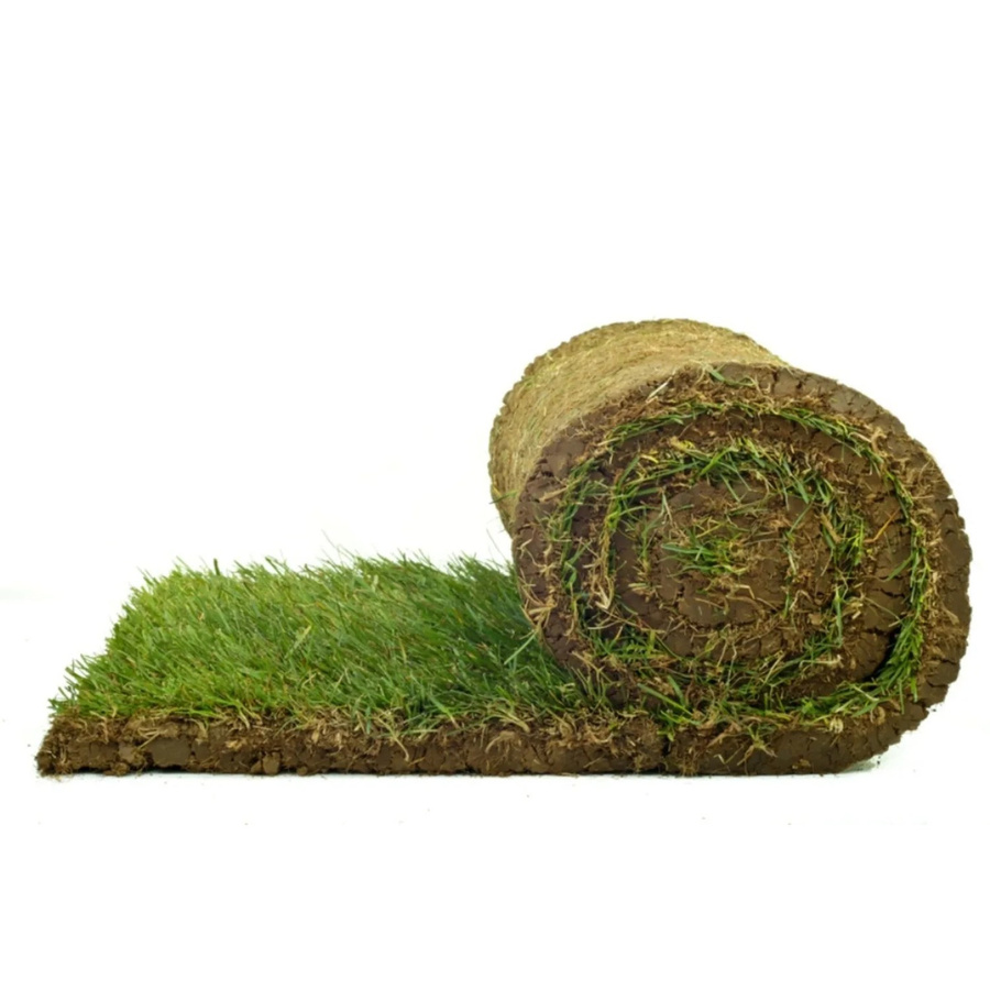 Spiel- & Sport-Rollrasen für den Garten pro m² - Bild 2