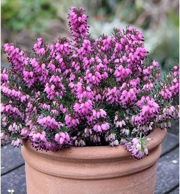 10x Winterheide Rubinette Erica carnea in Pink als winterharte Staude - Bild 1