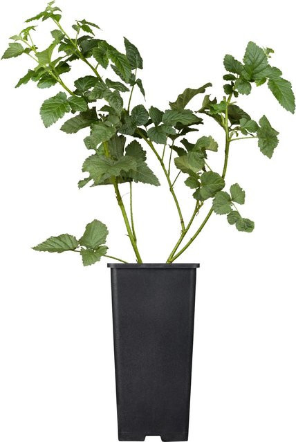 GROW by OBI Bio Tayberry Brombeere im Topf, Höhe: 20 - 30 cm - Bild 1