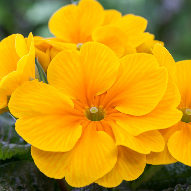 Kissenprimula Mein schöner Garten Shop, mehrjährig, orange und gelb - Bild 1