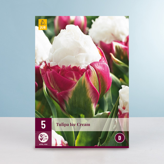 BLUME2000 Tulpenzwiebeln Sorte Ice Cream Gefüllte späte Tulpe, 5 Stück - Bild 1