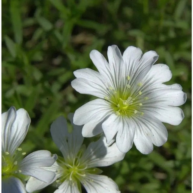 Kriechendes Schleierkraut Gypsophila repens weiße Blüte als Bodendecker von Nr-01.de - Bild 1