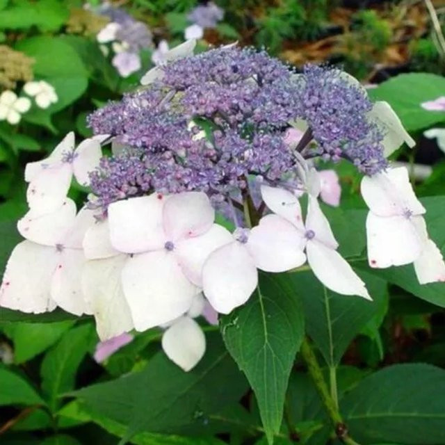Arborix Hortensie Mariesii Perfecta Hydrangea mit Tellerblüten in Blau, Pink oder Violett, Höhe: 30 cm - Bild 1