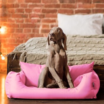 Tierlando NEMO Hundebett Hundesofa in Rosa mit erhöhtem Rand und abnehmbarem Bezug, B/T/H: 65 x 80 x 20 cm - Bild 2