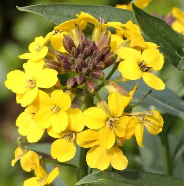 Erysimum cheir Goldlack Yellow Bird gelbe Staude für den Garten - Bild 1