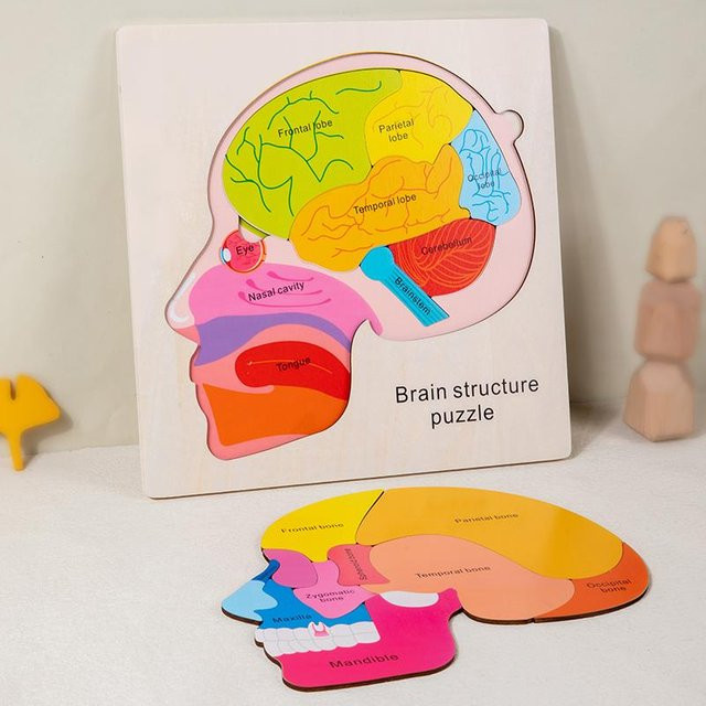 Holzpuzzle Anatomie des menschlichen Gehirns, ab 3 Jahren - Bild 1