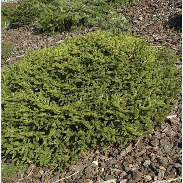 Blaue Pummelfichte Picea abies von Nr-01.de in Blau und Grün, Höhe: 40-50 cm - Bild 1