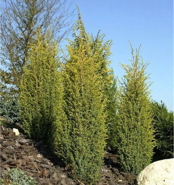 Goldener Heidewacholder Golden Cone Juniperus communis, Höhe: 30-40 cm, Farbe: Gold und Blaugrün - Bild 1