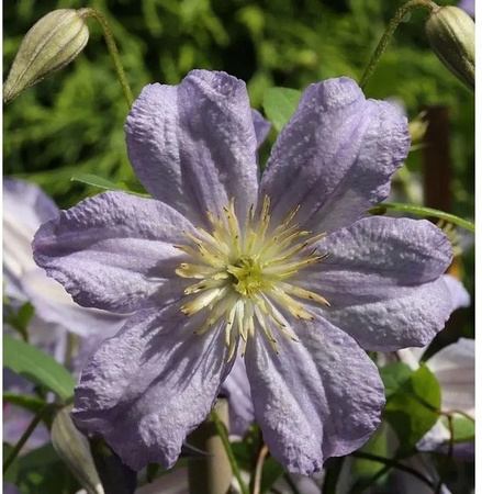 Clematis viticella Waldrebe Prince Charles lila Kletterpflanze von Nr-01.de Höhe: 150 cm