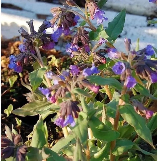 Echtes Lungenkraut Pulmonaria officinalis als mehrjährige Pflanze im Topf von Nr-01.de - Bild 1
