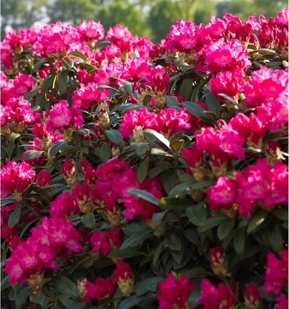 Großblumiger Rhododendron Karl Naue von INKARHO in Pink, Alpenrose als Zierstrauch für den Außenbereich, Höhe: 40-50 cm