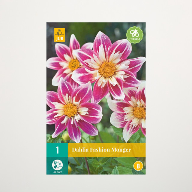 Dahlie Fashion Monger Halskrause Knolle von BLUME2000 - Bild 1